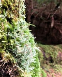 Cladonia bellidiflora image