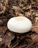 Clitocybe robusta image