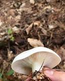 Clitocybe robusta image