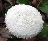 Amanita magniradix image