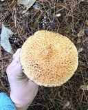 Suillus decipiens image