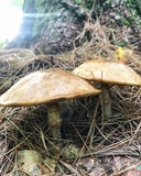 Suillus acidus image