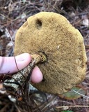 Suillus acidus image