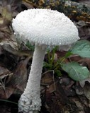 Amanita magniradix image