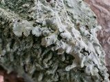 Canoparmelia texana image
