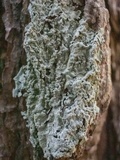 Canoparmelia texana image