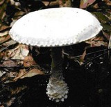 Amanita magniradix image