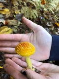 Amanita frostiana image