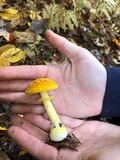 Amanita frostiana image