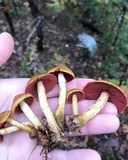 Cortinarius semisanguineus image