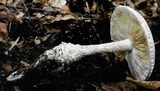 Amanita magniradix image