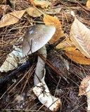 Amanita sect. Vaginatae image