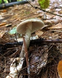 Amanita sect. Vaginatae image