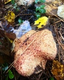 Suillus spraguei image