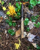 Clavulinopsis fusiformis image