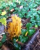 Clavulinopsis fusiformis image