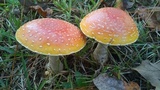 Amanita persicina image