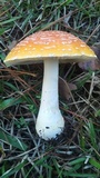 Amanita persicina image