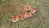 Ganoderma sessile image