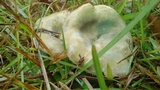 Lactarius paradoxus image