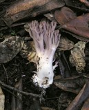 Ramaria violaceibrunnea image