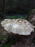Megacollybia rodmani image