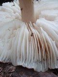 Megacollybia rodmani image