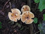 Russula pectinatoides image