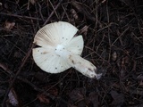 Russula pectinatoides image