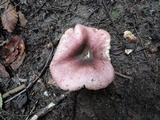 Russula veternosa image