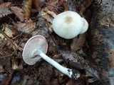 Agaricus placomyces image
