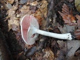 Agaricus placomyces image