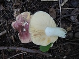 Russula veternosa image