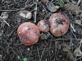 Russula veternosa image