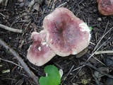 Russula veternosa image