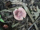 Russula veternosa image