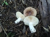 Russula veternosa image