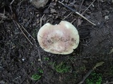 Russula veternosa image