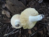 Russula veternosa image