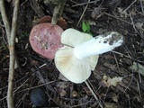 Russula veternosa image