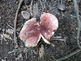 Russula veternosa image