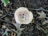Russula veternosa image