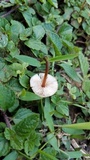 Macrocystidia cucumis image