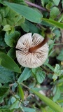 Macrocystidia cucumis image