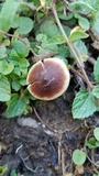 Macrocystidia cucumis image