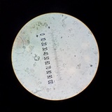 Macrocystidia cucumis image