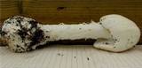 Amanita virosa image