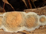 Merulius tremellosus image