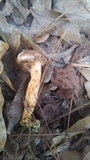 Chroogomphus vinicolor image