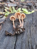 Psilocybe pelliculosa image